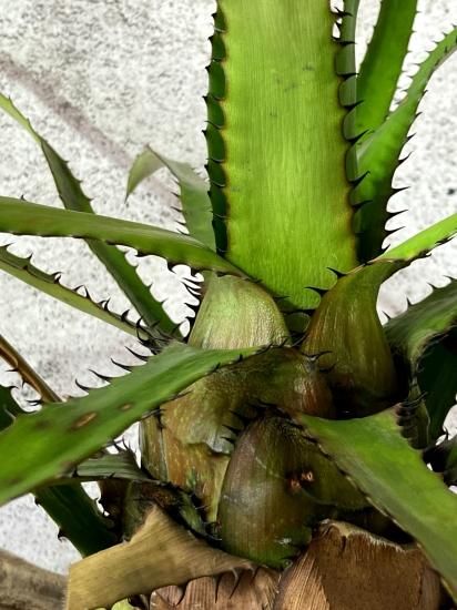 現品】エクメア・エグレリアナ Aechmea egleriana - Frontier Plants