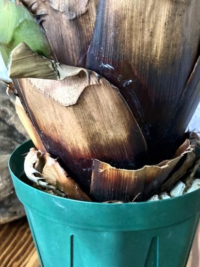 現品】エクメア・エグレリアナ Aechmea egleriana - Frontier