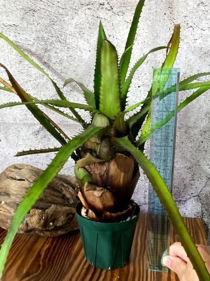 エクメア　エグレリアナ 現品】エクメア・エグレリアナ Aechmea egleriana - Frontier Plants