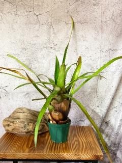 Aechmea エクメア - Frontier Plants ONLINE STORE フロンティア