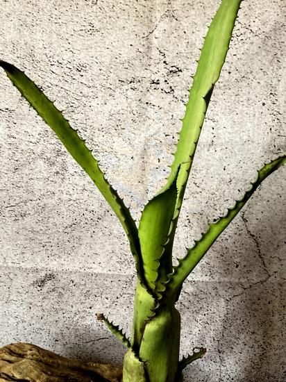 【送料無料】Aechmea tocantina〔エクメア〕現品発送A0164 送料無料】Aechmea tocantina〔エクメア〕現品発送A0164 - メルカリ