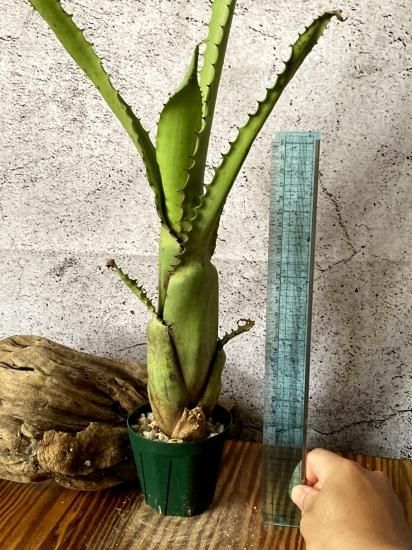 現品】エクメア・トカンティナ Aechmea tocantina - Frontier