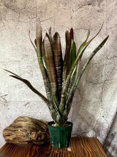 ブロメリア・エアープランツ Aechmea phanerophlebia 'Inland Form' Aechmea phanerophlebia 'Inland Form'
