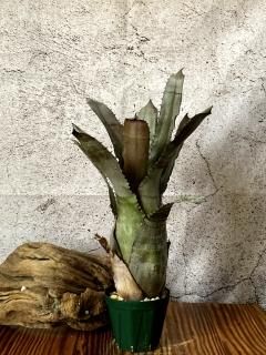 その他観葉植物 X Hohenmea RBT x Vesita X Hohenmea RBT x Vesita
