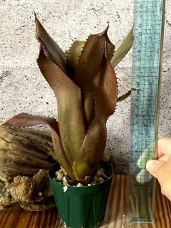 Hohenbergia ホヘンベルギア - Frontier Plants ONLINE STORE
