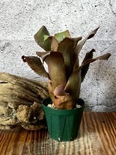 さとうすみのすけ様用】エクメア、ホヘンベルギア