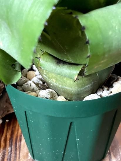現品】ビルベルギア・ホリダ・ホリダ Billbergia horrida var