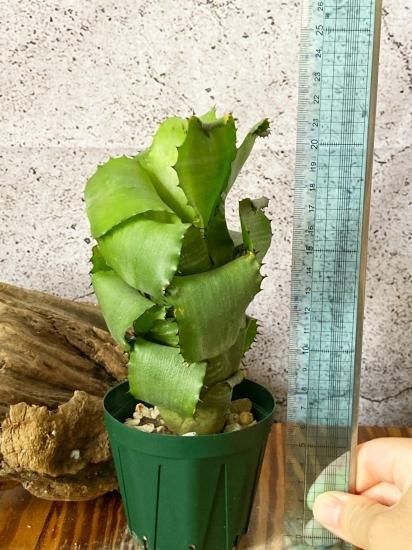 現品】ビルベルギア・ホリダ・ホリダ Billbergia horrida var