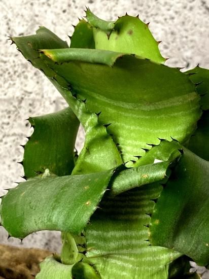 現品】ビルベルギア・ホリダ・ホリダ Billbergia horrida var