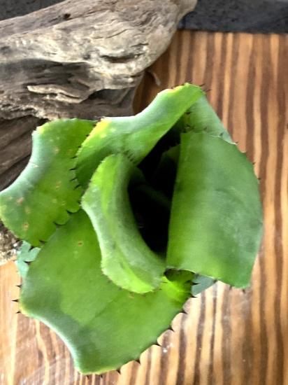 現品】ビルベルギア・ホリダ・ホリダ Billbergia horrida var