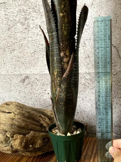 BILLBERGIA ‘Obi-Wan’ ビルベルギア オビワン fit=scale-down,w=1200