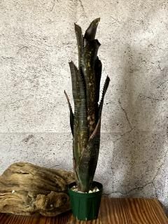 Billbergia ビルベルギア - Frontier Plants ONLINE STORE