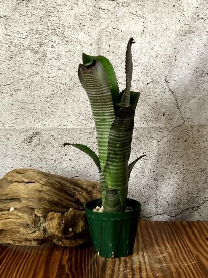 現品】ビルベルギア・コーランダークバンデッド Billbergia 現品】ビルベルギア・コーランダークバンデッド Billbergia