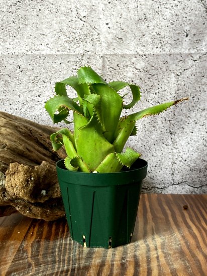 現品】ネオレゲリア・ムーレアナ Neoregelia mooreana【A】 - Frontier Plants ONLINE STORE  フロンティアプランツ オンラインストア