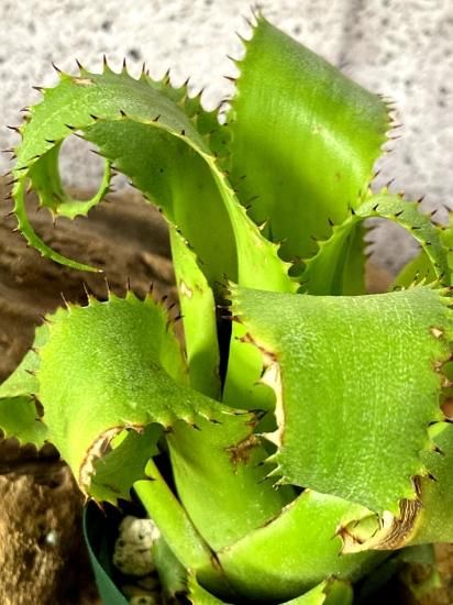 現品】ネオレゲリア・ムーレアナ Neoregelia mooreana【B