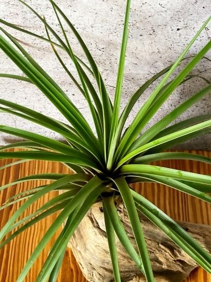 現品】チランジア・ファシクラータ・ロディー T. fasciculata