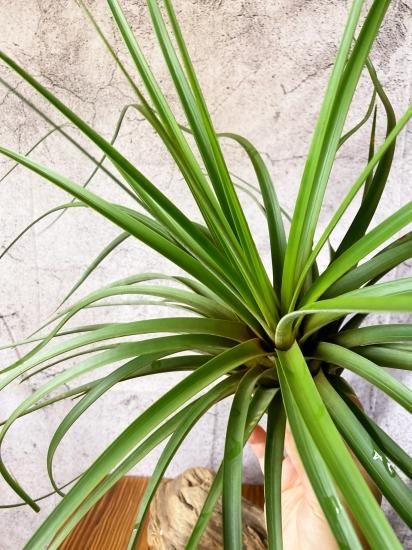現品】チランジア・ファシクラータ・ロディー T. fasciculata Roddy