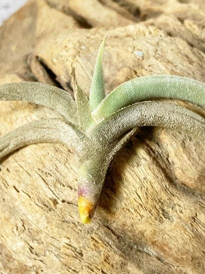 現品】チランジア・テネブラ T. tenebra【A】 - Frontier Plants