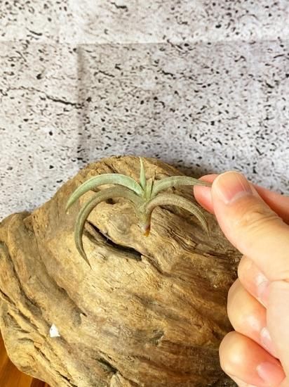 現品】チランジア・テネブラ T. tenebra【A】 - Frontier Plants