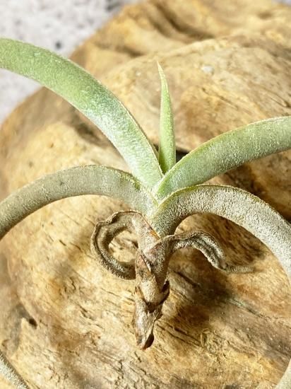 子株付き テネブラ tenebra (tillandsia ティランジア ) 現品】チランジア・テネブラ T. tenebra【D】 - Frontier Plants