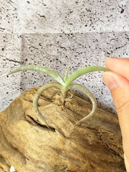 現品】チランジア・テネブラ T. tenebra【D】 - Frontier Plants