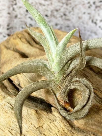 現品】チランジア・テネブラ T. tenebra【F】 - Frontier Plants