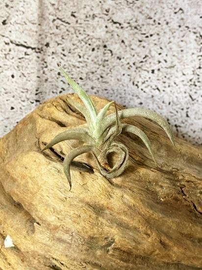 子株付き テネブラ tenebra (tillandsia ティランジア ) 現品】チランジア・テネブラ T. tenebra【D】 - Frontier Plants