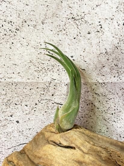 チランジア・セレリアナ T. seleriana - Frontier Plants ONLINE