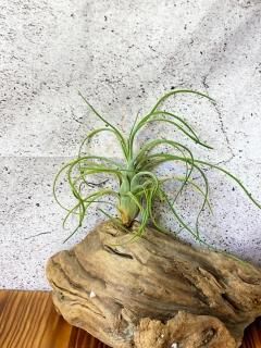 希少種 Rare - Frontier Plants ONLINE STORE フロンティア