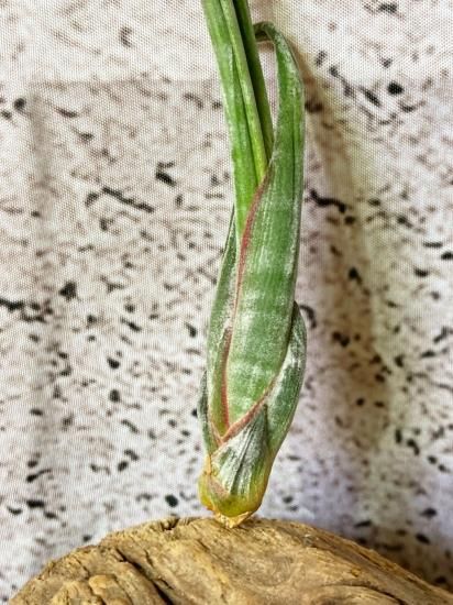 現品】チランジア・スブリフェラ T. subulifera - Frontier