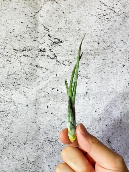 希少種スブリフェラ Tillandsia subulifera(チランジア) 現品】チランジア・スブリフェラ T. subulifera【B】 - Frontier
