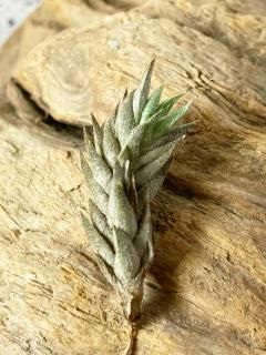 希少種 Rare - Frontier Plants ONLINE STORE フロンティア