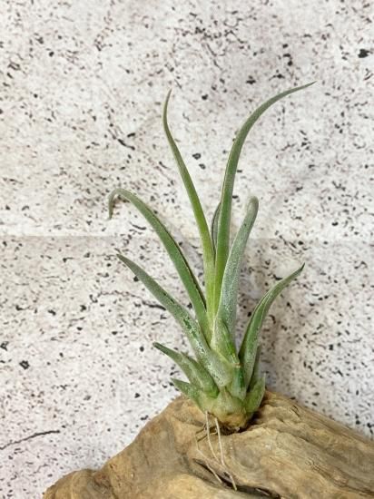 サオトメ島産　ラティカバトゥスサイカブト　63mm 楽天市場】インドネシア便/天然個体【DDA】コーカサスオオカブト