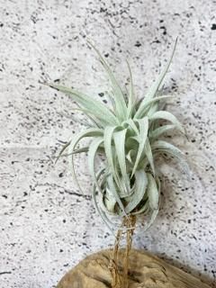 超希少❗️チランジア　ヒルダエ✨ コレクターズスペシャル(2018/11/23更新) – Air Plant Hub