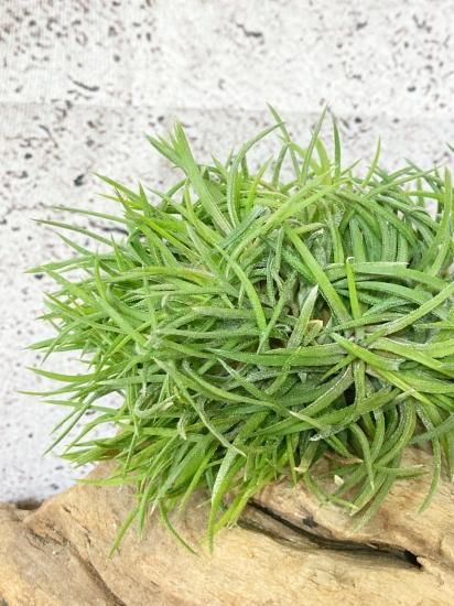 Tillandsia ionantha crested イオナンタ チランジア IMG_9609-scaled.jpg