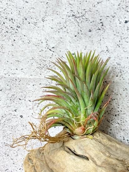 現品】チランジア・イオナンタ・マッドマックス T. ionantha Mad Max