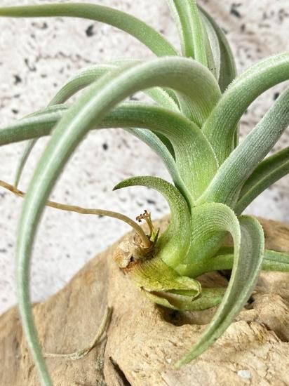 Tillandsia ロッテアエ 規格外の奇花種！ティランジア・ロッテアエ【Tillandsia lotteae