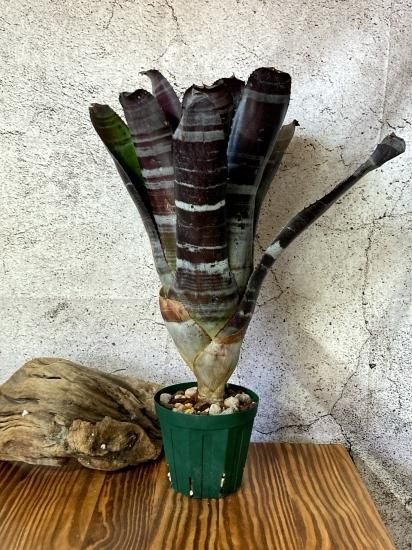 現品】エクメア・ブラックゾンビ Aechmea Black Zombie - Frontier