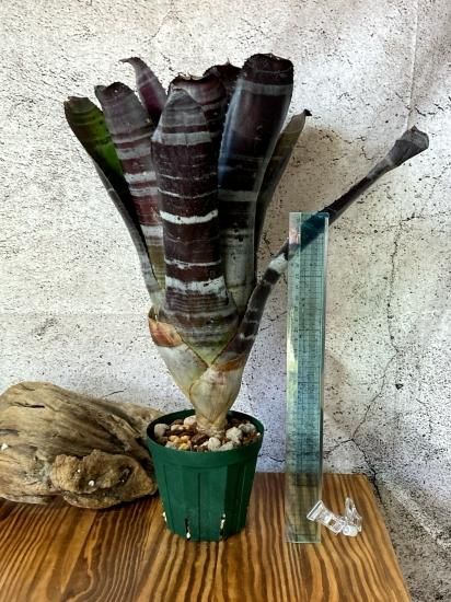 ブロメリア・エアープランツ Aechmea Black Ebony x Wide Leaf ブロメリア・エアープランツ Aechmea Black Ebony エクメア