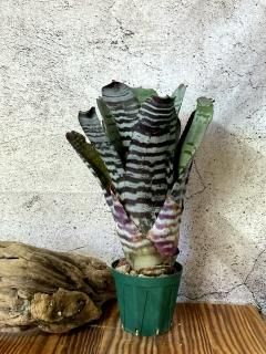 Aechmea エクメア - Frontier Plants ONLINE STORE フロンティア