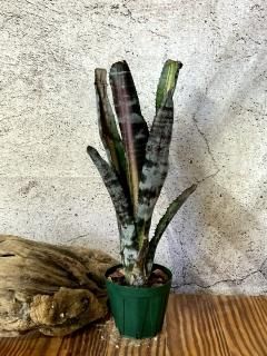 Aechmea エクメア - Frontier Plants ONLINE STORE フロンティア