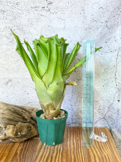 現品】エクメア・トリアングラリス Aechmea triangularis - Frontier Plants ONLINE STORE  フロンティアプランツ オンラインストア