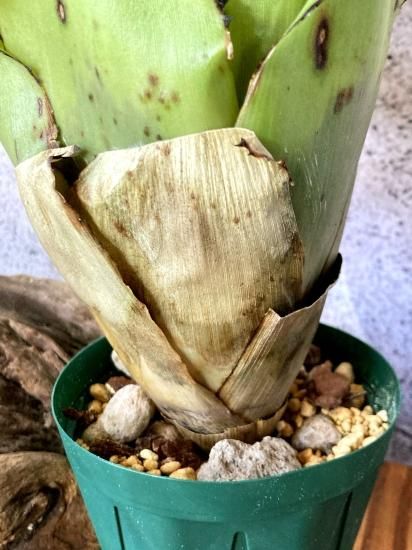 現品】エクメア・トリアングラリス Aechmea triangularis