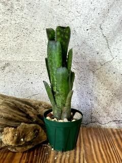 Billbergia ビルベルギア - Frontier Plants ONLINE STORE