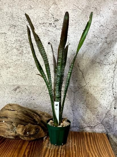 現品】ビルベルギア・ベリーブラスト Billbergia Berry Blast 現品】ビルベルギア・ベリーブラスト Billbergia Berry Blast