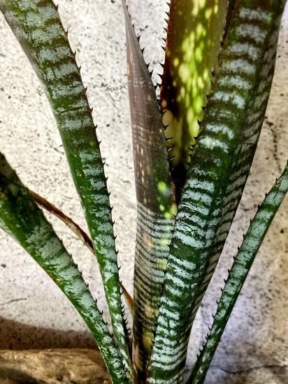 Billbergia ‘Berry Blast’ビルベルギア ベリーブラスト Billbergia.berry blast【artPLANTs/PLANTS GARAGE】 ビルベルギア