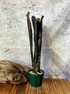 Billbergia ビルベルギア - Frontier Plants ONLINE STORE
