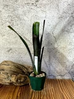 Billbergia ビルベルギア - Frontier Plants ONLINE STORE Billbergia ビルベルギア - Frontier Plants ONLINE STORE