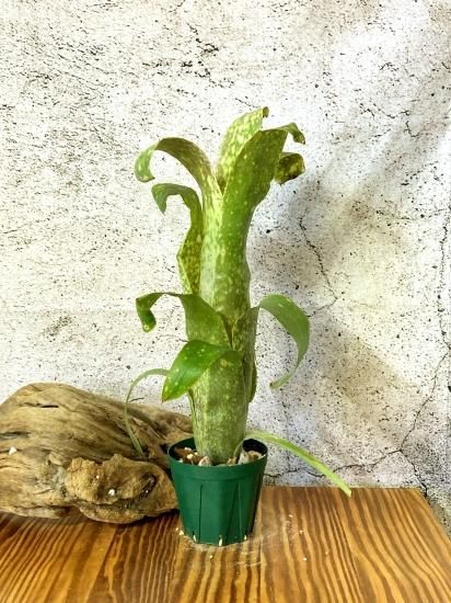 現品】ビルベルギア・グレートホワイト Billbergia Great White 現品】ビルベルギア・グレートホワイト Billbergia Great White