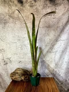 Billbergia ビルベルギア - Frontier Plants ONLINE STORE